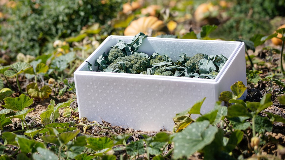 Vegetable box made from styrofoam, containing broccoli, on a field