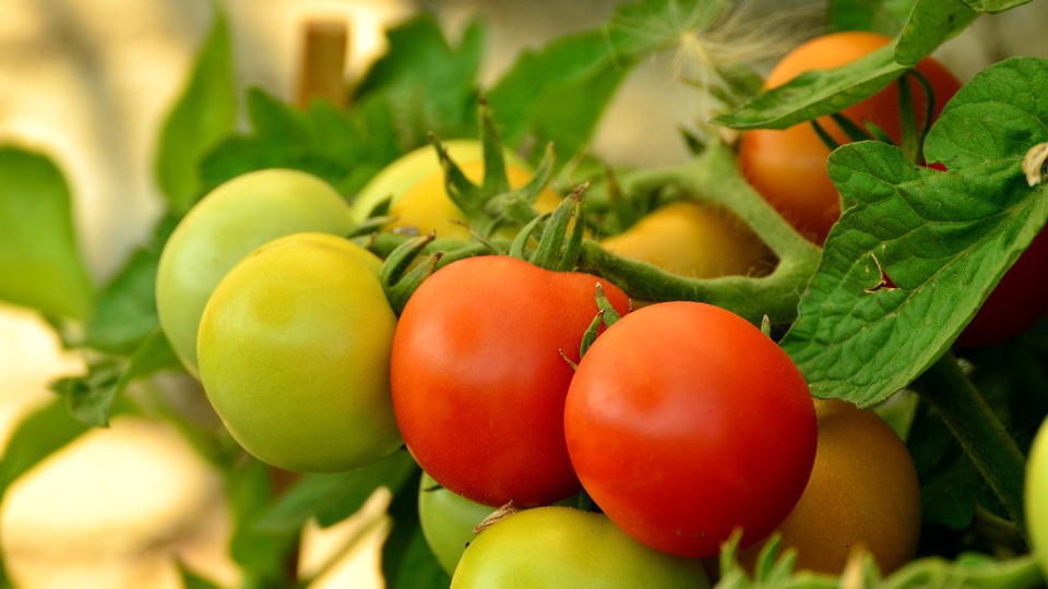 Tomater som växer på en gren
