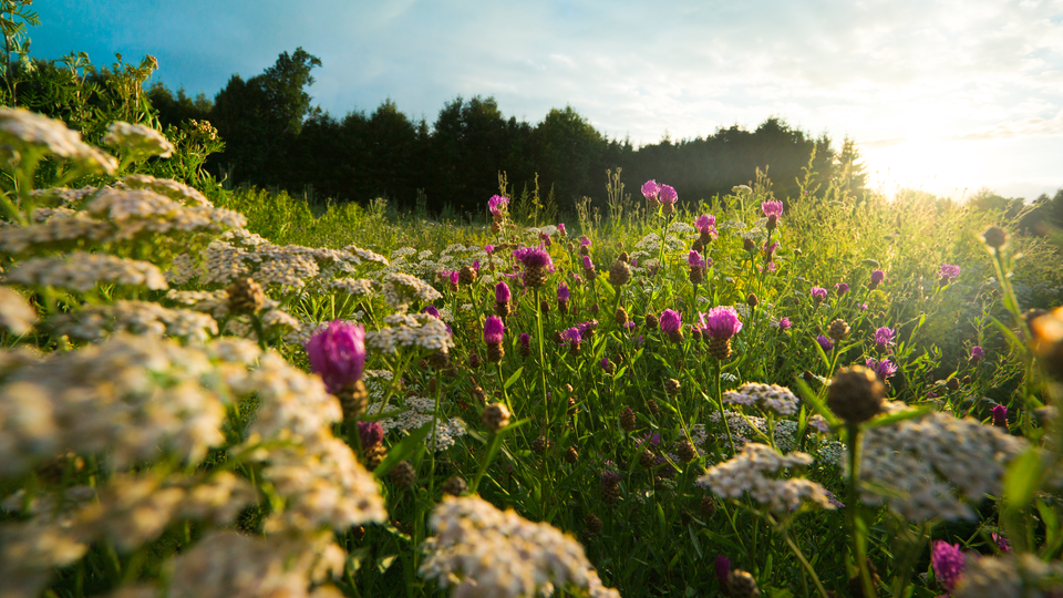 The image shows flowers in a meadow