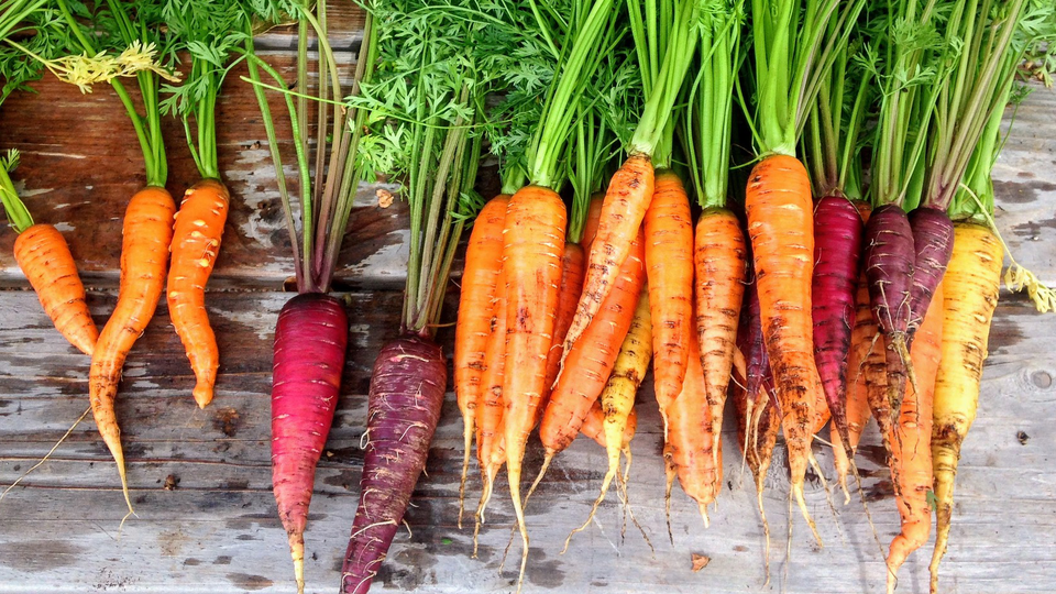 Bunches of carrots in different colours, lying on a wooden table